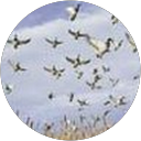 vic proz profile picture